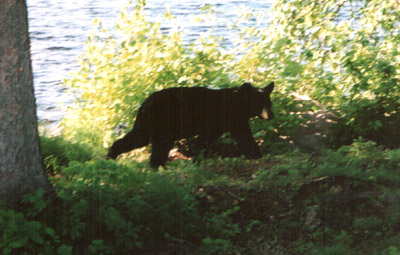 black bear