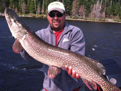 Large Northern Pike