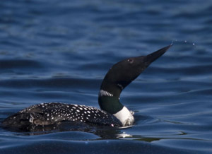 Loon