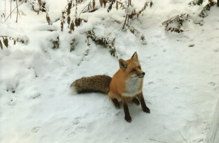 Red Fox in winter